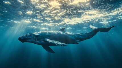 Fototapeta premium Majestic humpback whale swimming in clear underwater ocean view