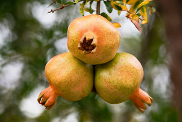 Fresh pomegranate fruit developing on the tree, not yet ripe.