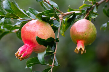 Fresh pomegranate fruit developing on the tree, not yet ripe.