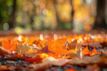 Orange maple leaves on the ground leaf bonfire autumn.