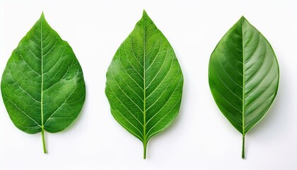 Fototapeta premium Three vibrant green leaves displayed on a white background, showcasing their unique shapes and textures.