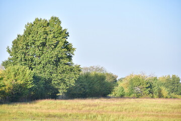 Trees in a Field