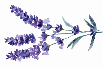 Watercolor Lavender Card Clipart Isolated on White Background