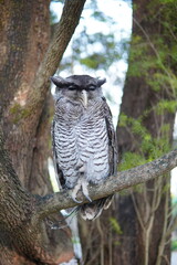 owl bird on the tree