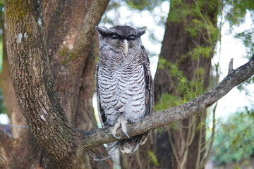 owl bird on the tree