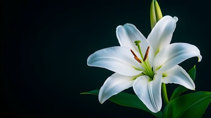 Fototapeta premium A solitary white lily in full bloom, highlighted by soft light, with intricate petal details on a black canvas, capturing a serene and pure aesthetic