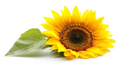 Obraz premium A sunflower head in full bloom, placed against a white backdropThe texture of the petals and seeds is sharply focused, perfect for nature-inspired designs