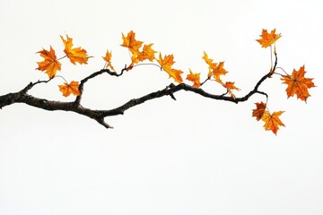 Fototapeta premium Real maple tree branch leaves leaf autumn.