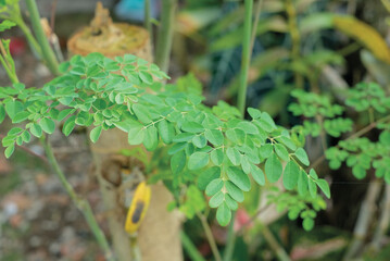 Moringa Oleifera, Daun Kelor is nutritious and rich of antioxidants,blurred background