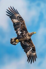 Fototapeta premium Freedom-loving hawk flying with majestic wings, embodying the essence of wildlife and nature.
