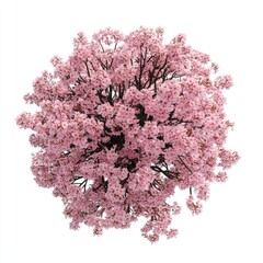 Fototapeta premium Real cherry blossom tree flowers plant pink.