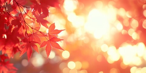 Autumn background with red maple leaves leaf sunlight orange.
