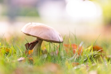 A side portrait of a solitary rough-stemmed bolete, birch bolete or scaber stalk mushroom stands tall in a lush, grassy field, surrounded by autumn leaves and bathed in soft, natural sunlight.