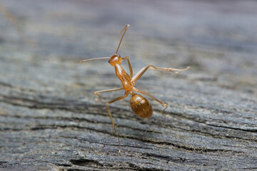 Crazy yellow ant pose like dancing on the wood