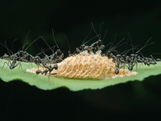 Newly hatched ant mantis ants under the leaves