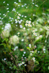 lato łąka © Michalina