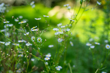 lato łąka © Michalina
