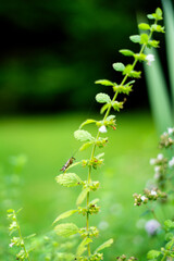 lato łąka © Michalina