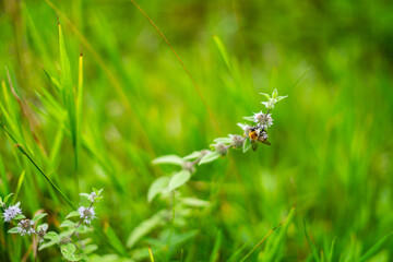 lato łąka © Michalina