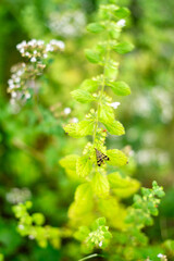 lato łąka © Michalina