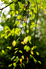 lato łąka © Michalina