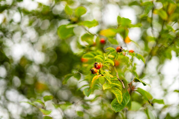 lato łąka © Michalina