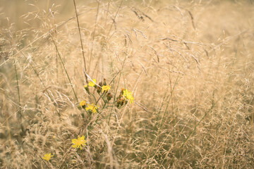 lato łąka © Michalina