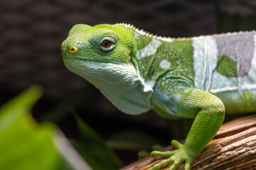 Vibrant Green Lizard on Wood Possibly an Iguana with Red Eyes and Intricate Scales, Set Against a Blurred Background