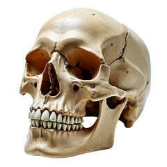 Obraz premium human skull ,isolated on white background , transparent png image