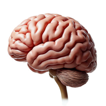 3d rendered illustration of a brain ,isolated on white background , transparent png image