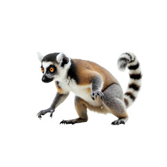 Naklejka premium ring lemur sitting ,isolated on white background , transparent png image