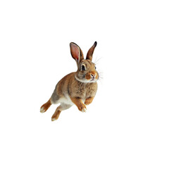 jumping rabbit ,isolated on white background , transparent png image