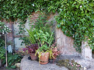 Plants against an old wall