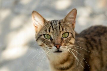 Cute street cat with green eyes portrait 