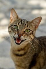 Cute street cat with green eyes portrait 