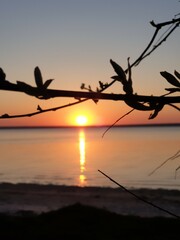 Fototapeta premium Sunset near the river with a view of sun and branches of the tree