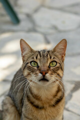 Cute street cat with green eyes portrait 