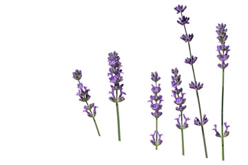 lavender flowers isolated on white