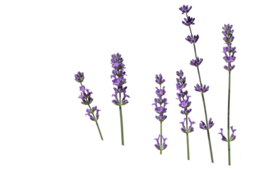 lavender flowers isolated on white
