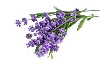 bouquet of several lavender flowers isolated on a white background.