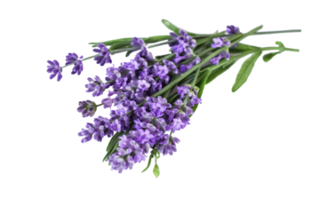 bouquet of several lavender flowers isolated on a white background.