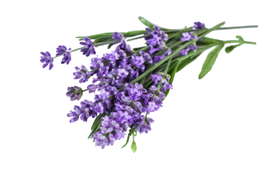 bouquet of several lavender flowers isolated on a white background.