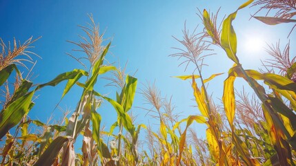 Detailed view of a cornfield with tall stalks and ripe corn ears, under a bright blue sky