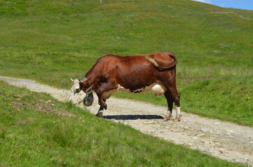 Fototapeta premium Chamonix