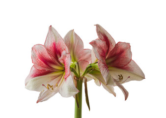  Amaryllis (Hippeastrum)  Galaxy Group  
