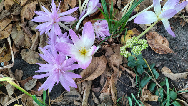 Pink double colchicum 'Waterlilly' top view.