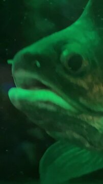 fish indian knife C. chitala main species confused with this species is C. ornata clown featherback or clown knifefish a Southeast Asian. The true C. chitala is very rare