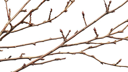 Fototapeta premium Silhouette of a tree with branches isolated on a white background, featuring a minimalist and abstract design