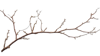 Silhouette of a tree with branches isolated on a white background, featuring a minimalist and abstract design