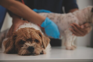 At a modern veterinary clinic, a Panshi Tzu puppy sits on an examination table. Meanwhile, a female veterinarian assesses the health of a healthy dog ​​being examined by a professional veterinarian.